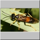 Tenthredo maculata - Blattwespe 02 14mm.jpg